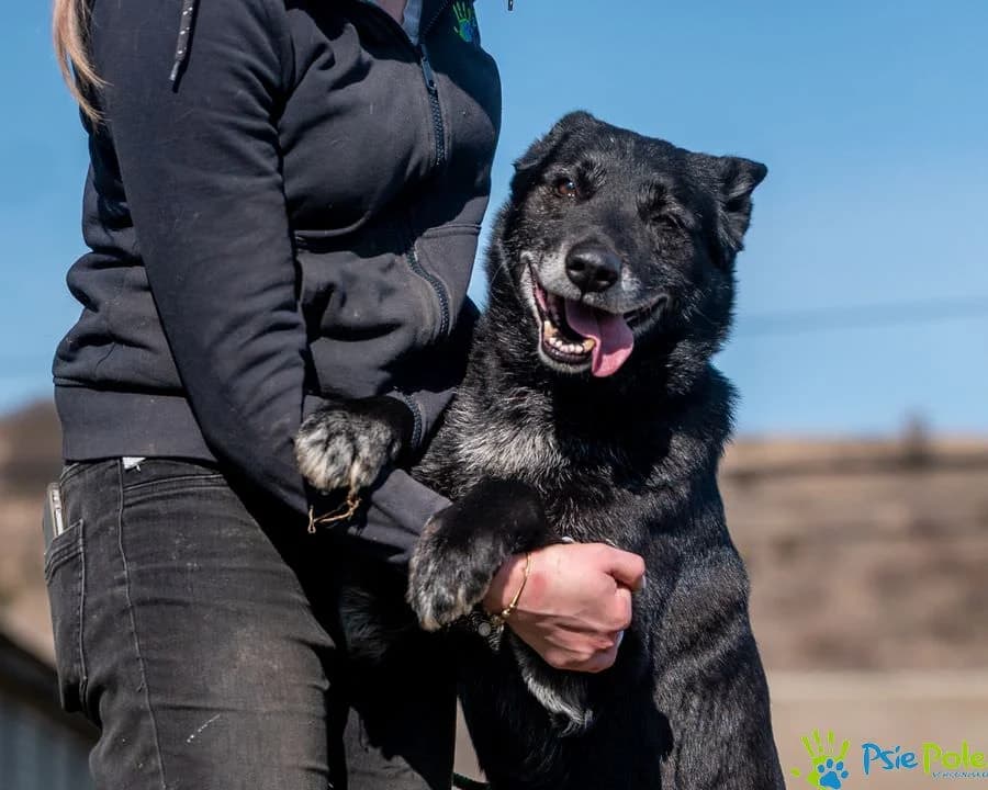 ASPAT, male senior Mixed Breed for adoption at Schronisko Psie Pole