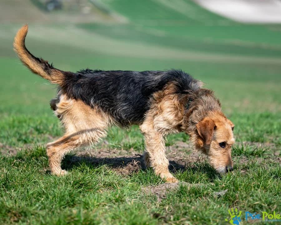 GRINGO, male senior Mixed Breed for adoption at Schronisko Psie Pole