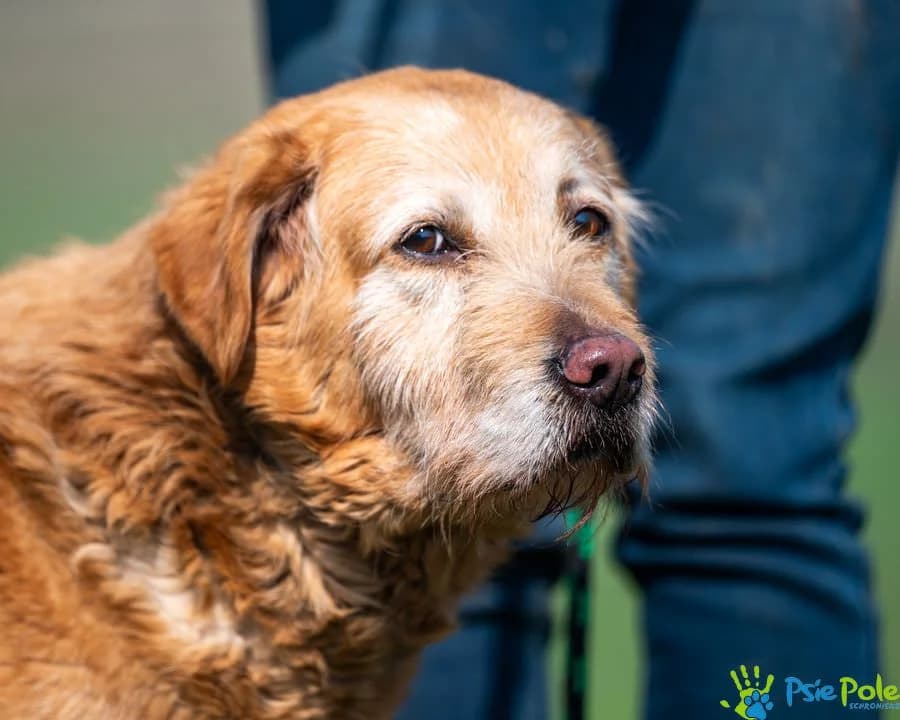 COMBO, male senior Mixed Breed for adoption at Schronisko Psie Pole
