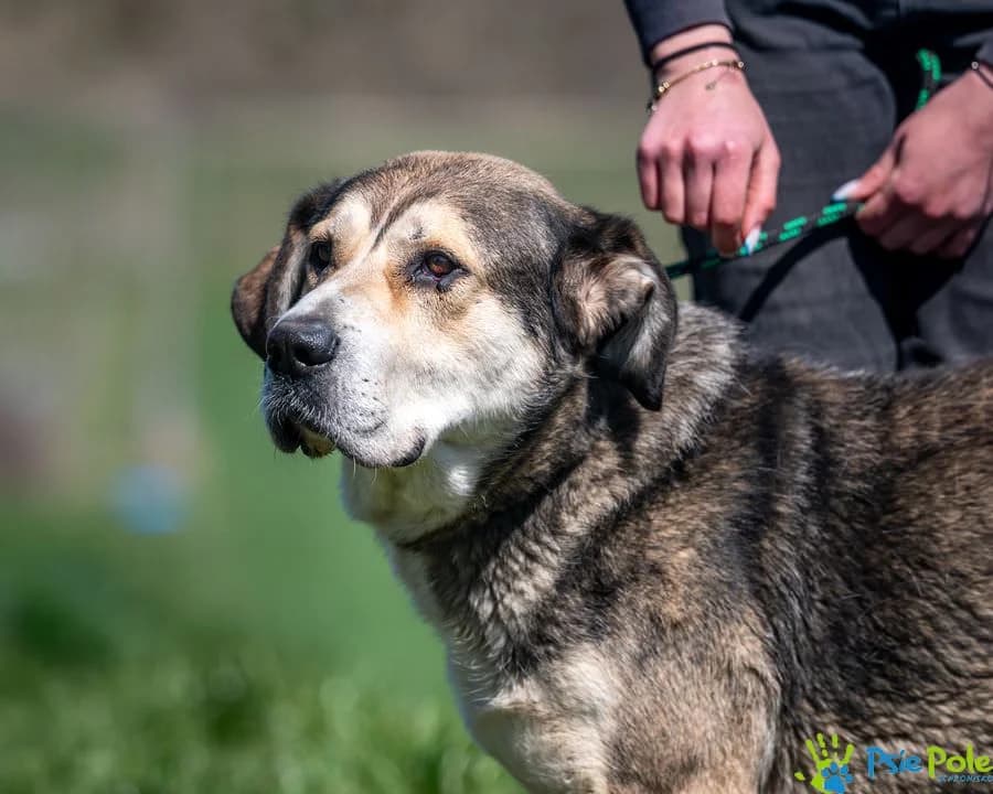 RAMONA, female senior Mixed Breed for adoption at Schronisko Psie Pole