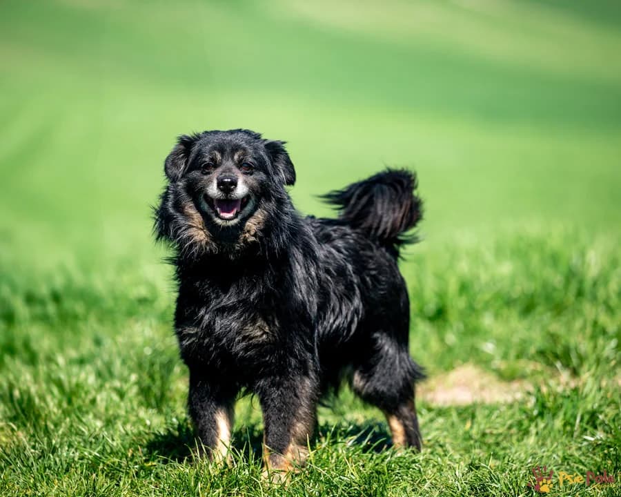 MORIS, male senior Mixed Breed for adoption at Schronisko Psie Pole