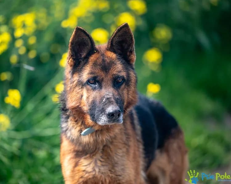 STRUNA, female senior Mixed Breed for adoption at Schronisko Psie Pole