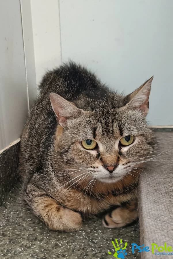 ALMA, female 4yo Mixed Breed for adoption at Schronisko Psie Pole