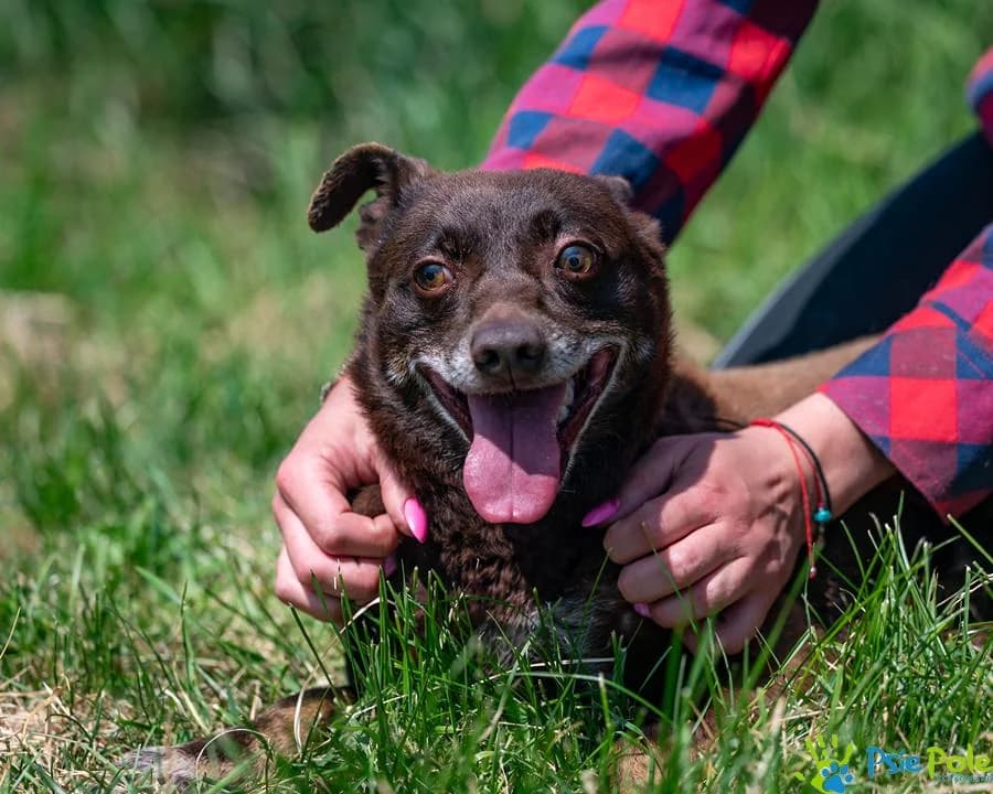 CIECIERAD, male senior Mixed Breed for adoption at Schronisko Psie Pole