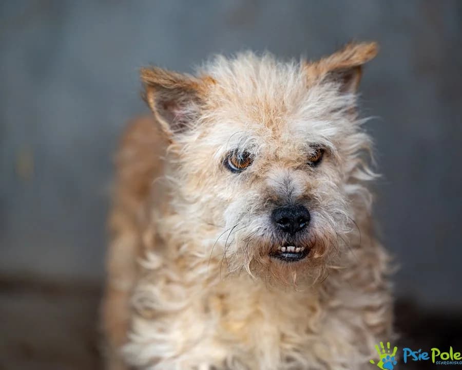 BERBERYS, male 5yo Mixed Breed for adoption at Schronisko Psie Pole