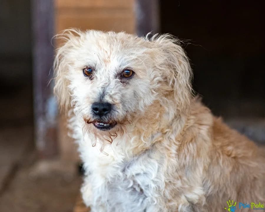 BERBERYS, male 5yo Mixed Breed for adoption at Schronisko Psie Pole