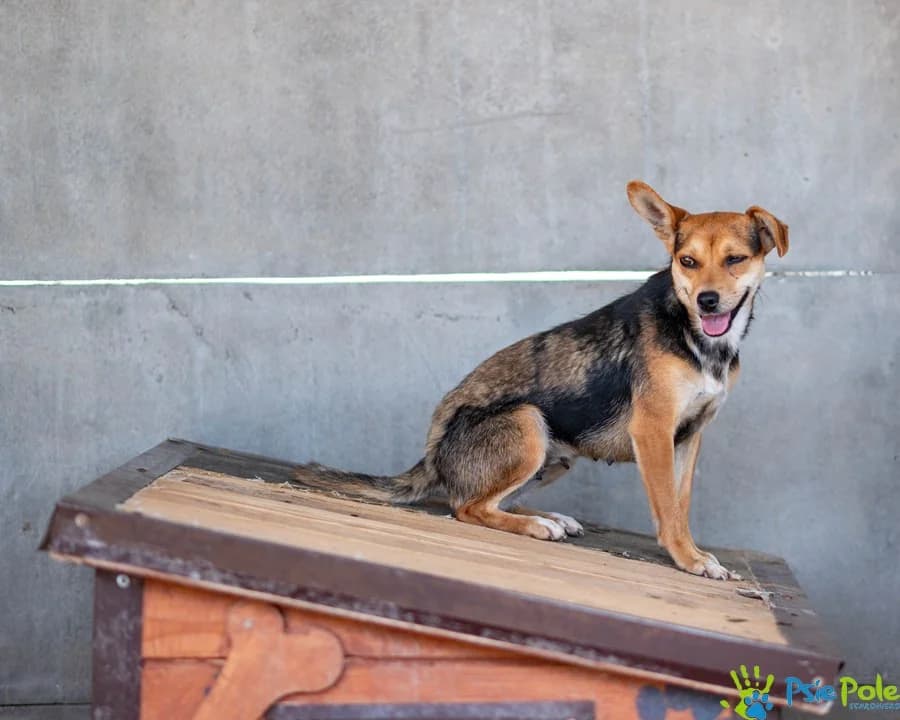 DRÓBCIA, female 4yo Mixed Breed for adoption at Schronisko Psie Pole