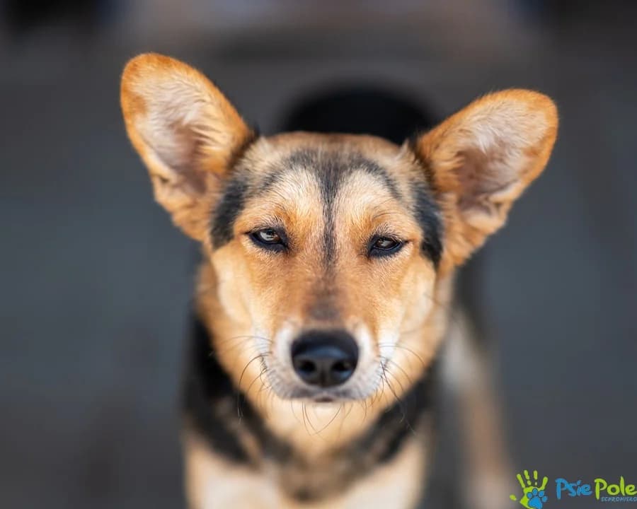 ABBY, female 5yo Mixed Breed for adoption at Schronisko Psie Pole