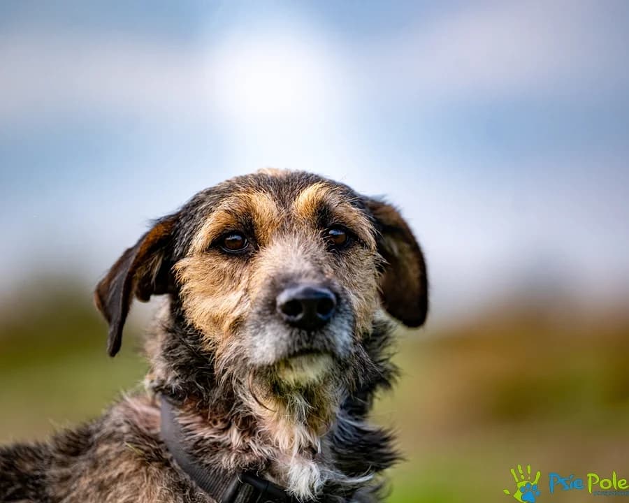 ZGODA, female senior Mixed Breed for adoption at Schronisko Psie Pole