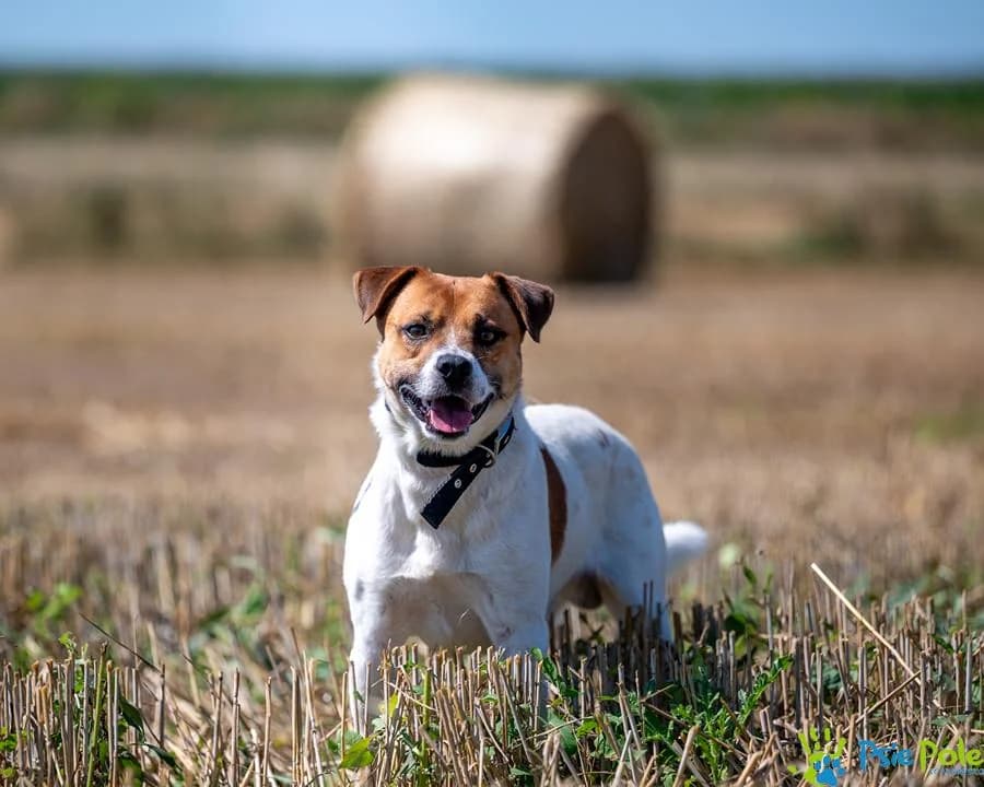FITNESS, male 3yo Mixed Breed for adoption at Schronisko Psie Pole