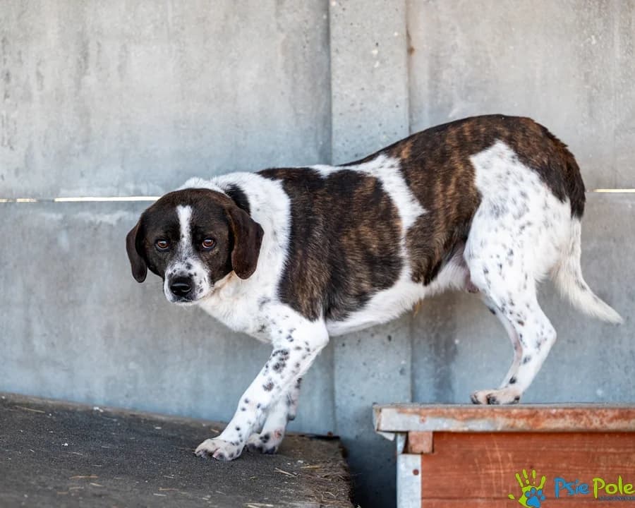 PILATES, male 4yo Mixed Breed for adoption at Schronisko Psie Pole