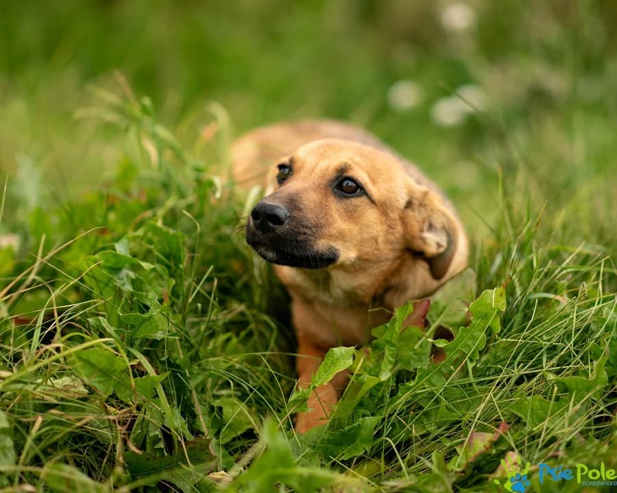 PTASIA, female puppy Mixed Breed for adoption at Schronisko Psie Pole