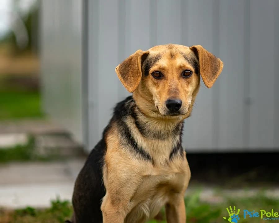 PIELGRZYM, male young Mixed Breed for adoption at Schronisko Psie Pole