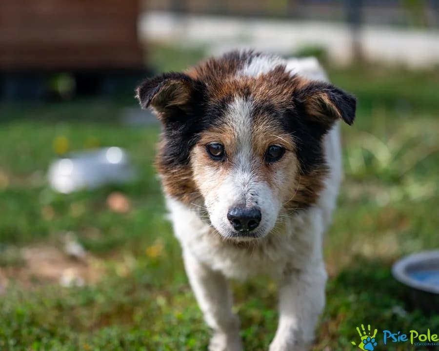 CHULIGAN, male senior Mixed Breed for adoption at Schronisko Psie Pole