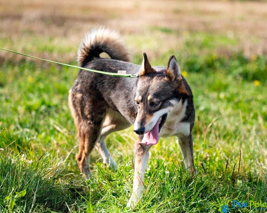 ŁAJKA, female 6yo Mixed Breed for adoption at Schronisko Psie Pole