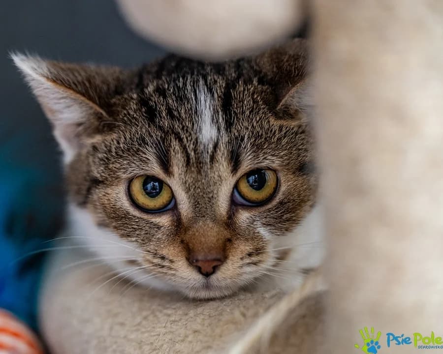 Kotka KLARA, female puppy Mixed Breed for adoption at Schronisko Psie Pole