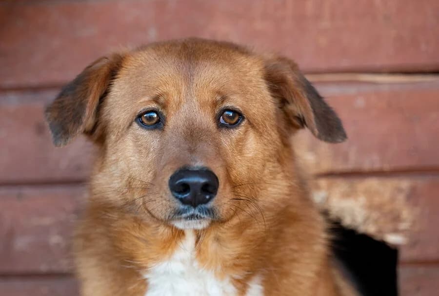 LOS, male young Mixed Breed for adoption at Schronisko Psie Pole