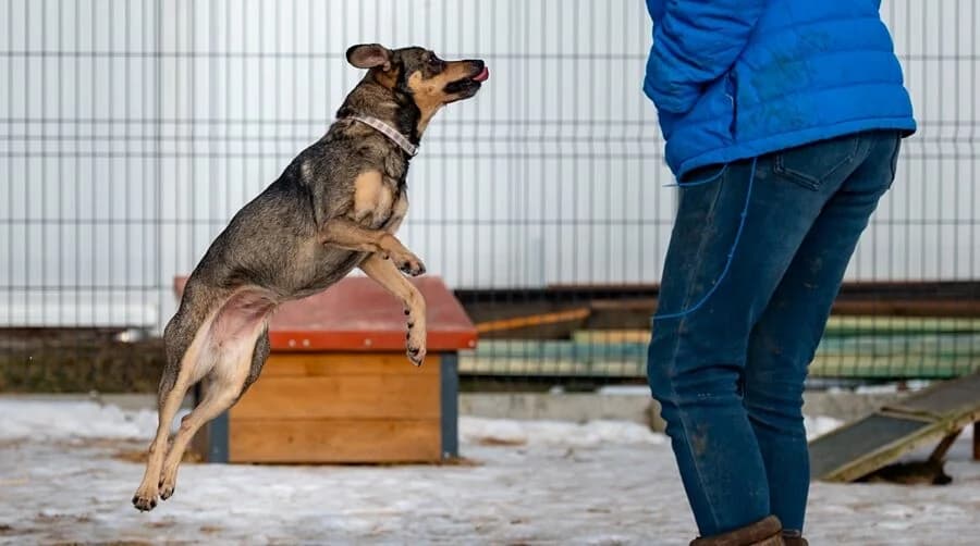 MARA, female 4yo Mixed Breed for adoption at Schronisko Psie Pole