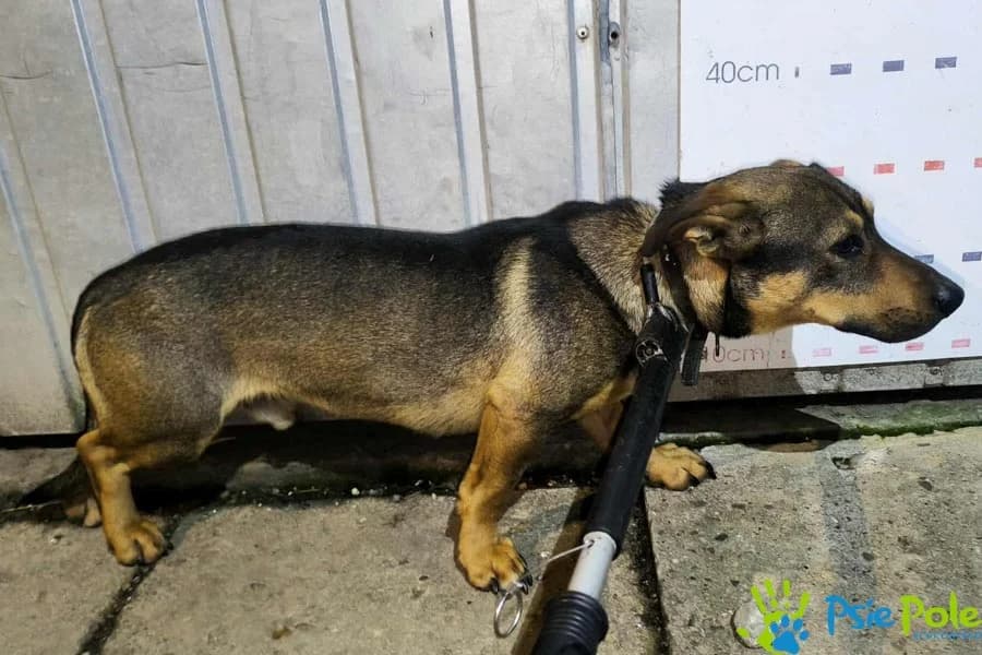 KWIETNIK, male 3yo Mixed Breed for adoption at Schronisko Psie Pole
