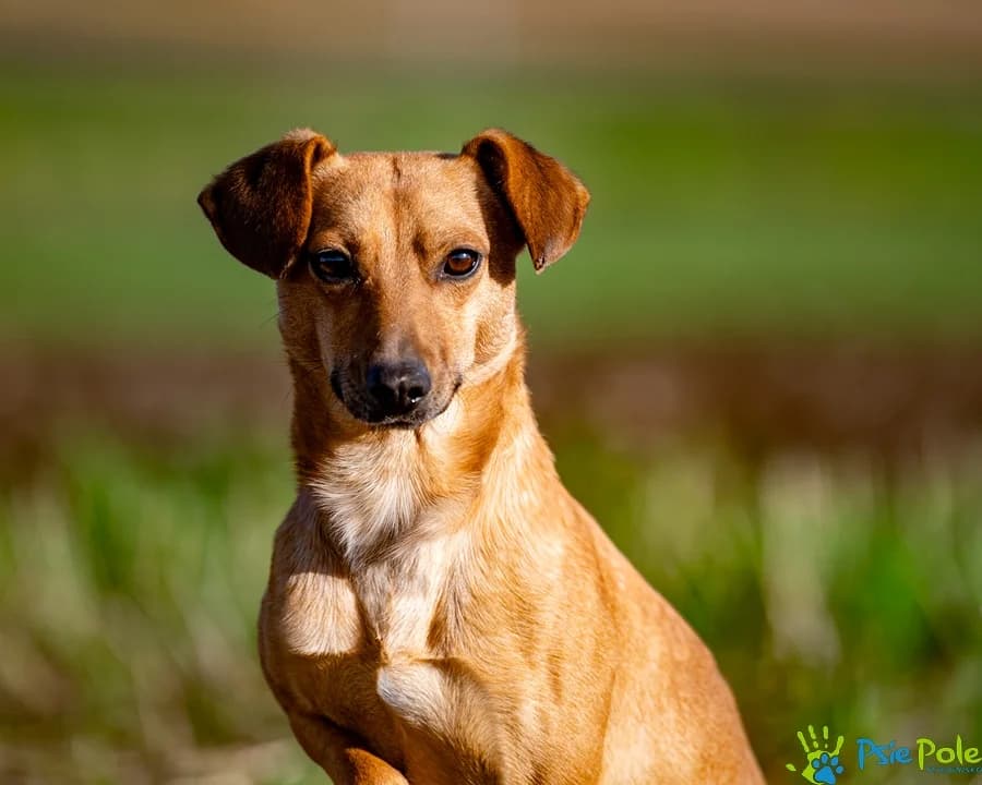 KUSKUS, male young Mixed Breed for adoption at Schronisko Psie Pole