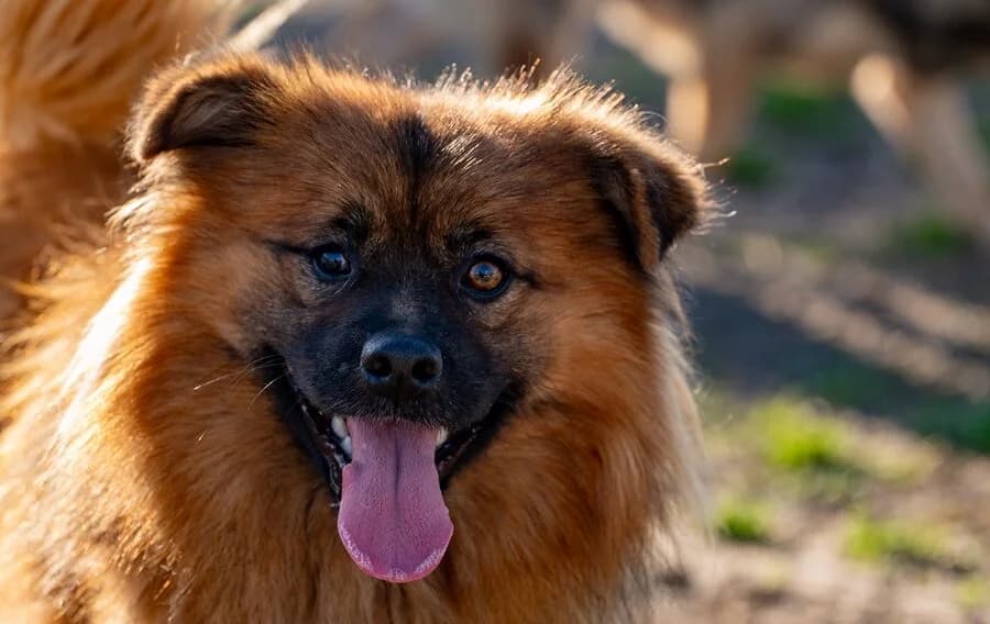 BENUŚ, male young Mixed Breed for adoption at Schronisko Psie Pole