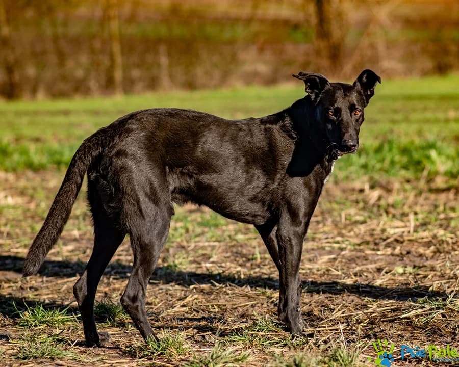LANDO, male young Mixed Breed for adoption at Schronisko Psie Pole