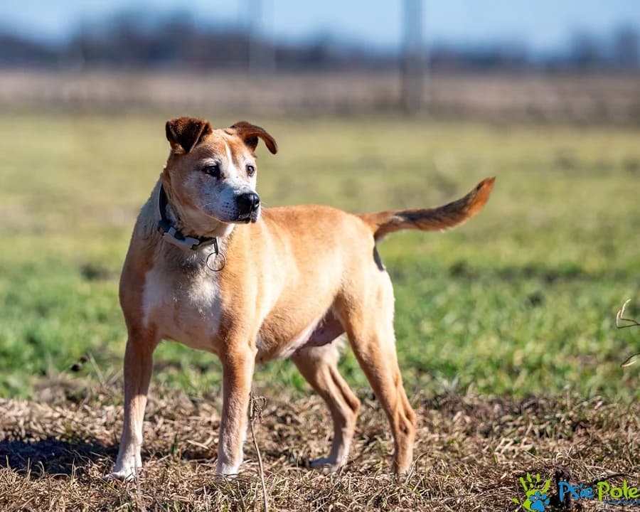 OLGA, female senior Mixed Breed for adoption at Schronisko Psie Pole