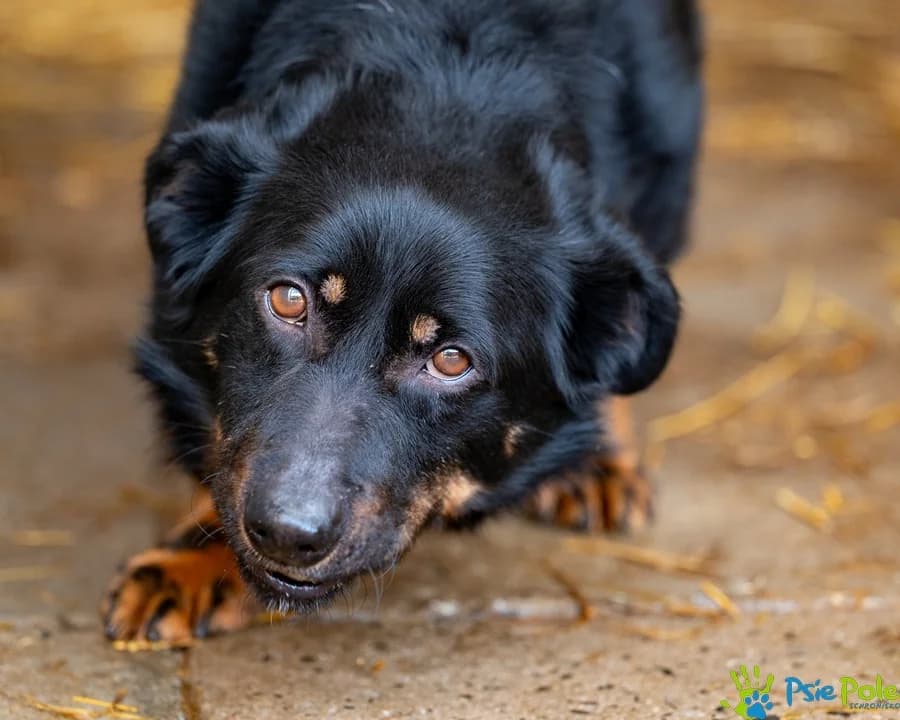 MILAN, male 5yo Mixed Breed for adoption at Schronisko Psie Pole