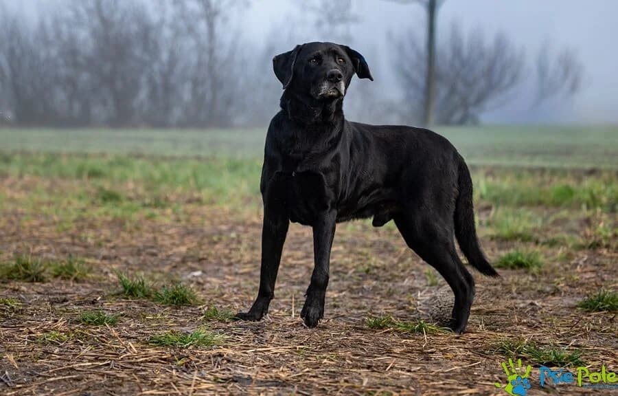 BOLKO, male senior Mixed Breed for adoption at Schronisko Psie Pole