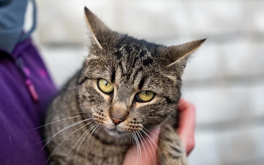 Kotka MADERA, female 6yo Mixed Breed for adoption at Schronisko Psie Pole