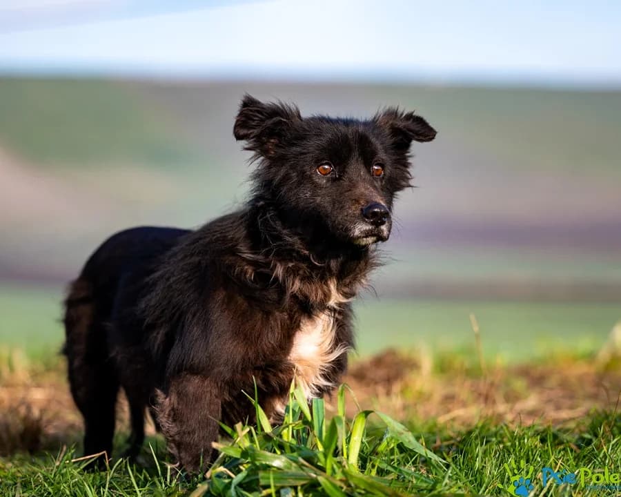 FLAPEK, male senior Mixed Breed for adoption at Schronisko Psie Pole