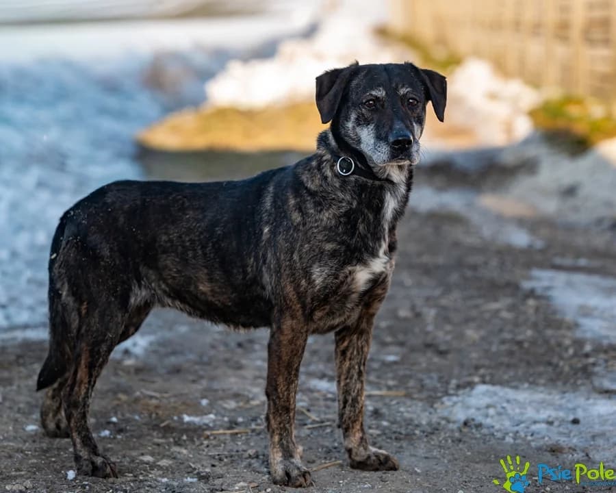 WIESIA, female senior Mixed Breed for adoption at Schronisko Psie Pole
