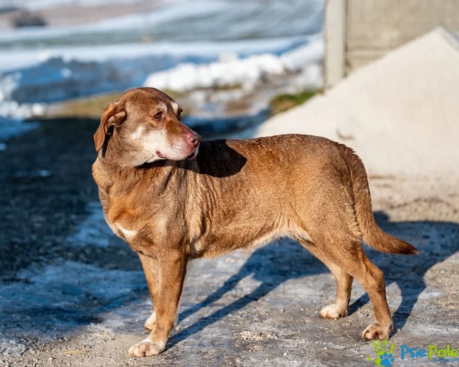 ZDZISIA, female senior Mixed Breed for adoption at Schronisko Psie Pole