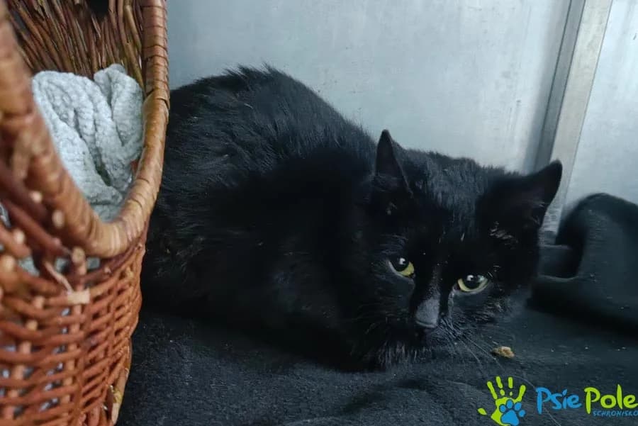 Kotka NORKA rezerwacja, female puppy Mixed Breed for adoption at Schronisko Psie Pole