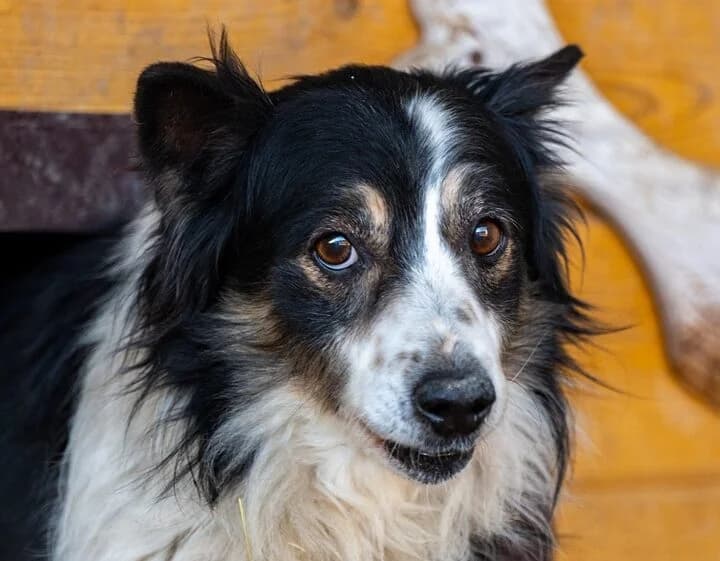 ANONIMEK, male 6yo Mixed Breed for adoption at Schronisko Psie Pole