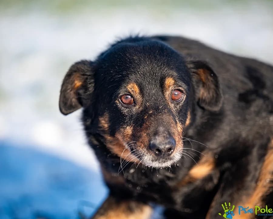 MIGAS, male senior Mixed Breed for adoption at Schronisko Psie Pole