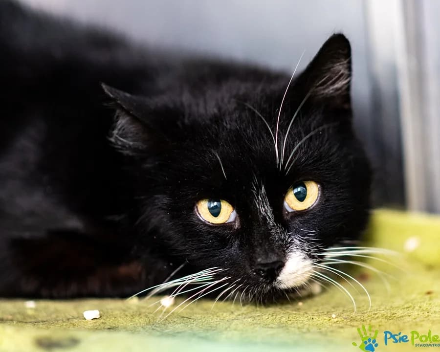 Kocurek HAROLD, female 4yo Mixed Breed for adoption at Schronisko Psie Pole