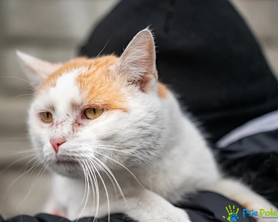 Kocurek RAFIK, female 4yo Mixed Breed for adoption at Schronisko Psie Pole