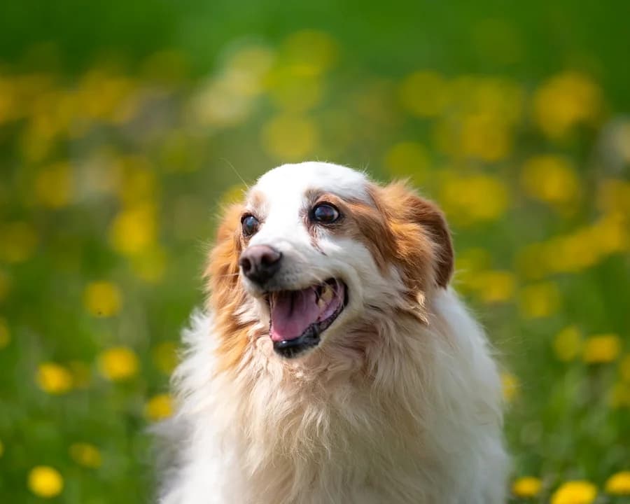 PIEGUS, male puppy Mixed Breed for adoption at Schronisko Psie Pole