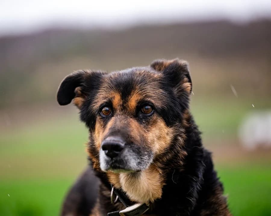 AWA, female senior Mixed Breed for adoption at Schronisko Psie Pole