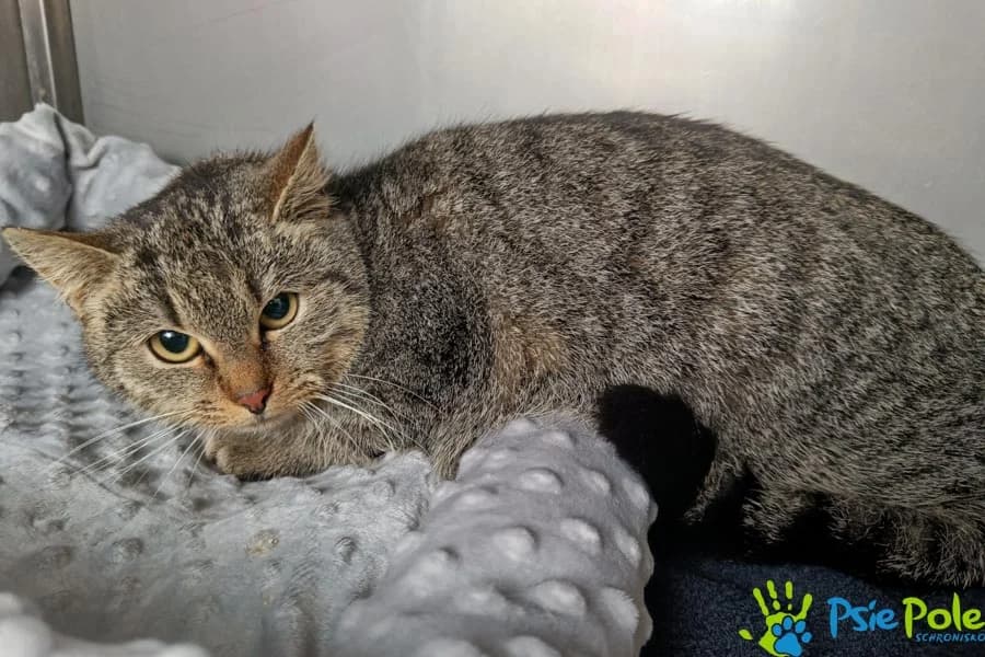 Kotka TIGA, female 4yo Mixed Breed for adoption at Schronisko Psie Pole