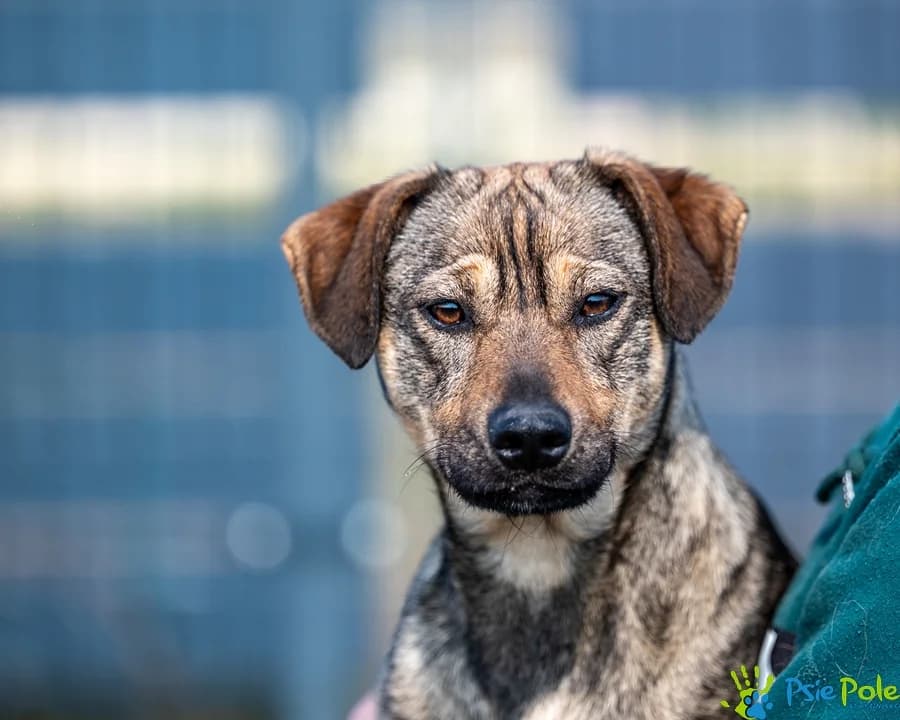 LAILA, female puppy Mixed Breed for adoption at Schronisko Psie Pole