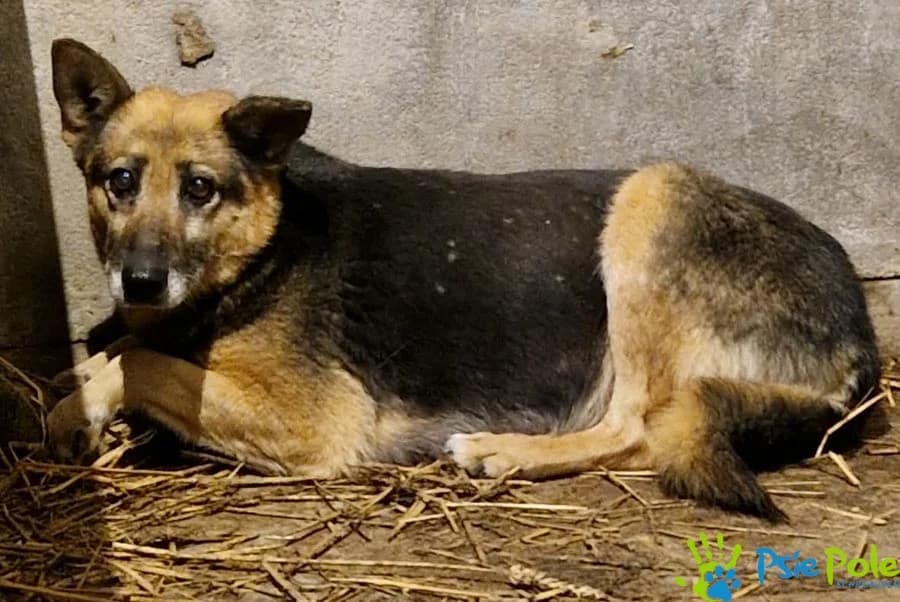 MALARKA, female senior Mixed Breed for adoption at Schronisko Psie Pole