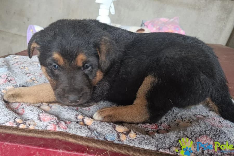SZTALUGA, puppy Mixed Breed for adoption at Schronisko Psie Pole