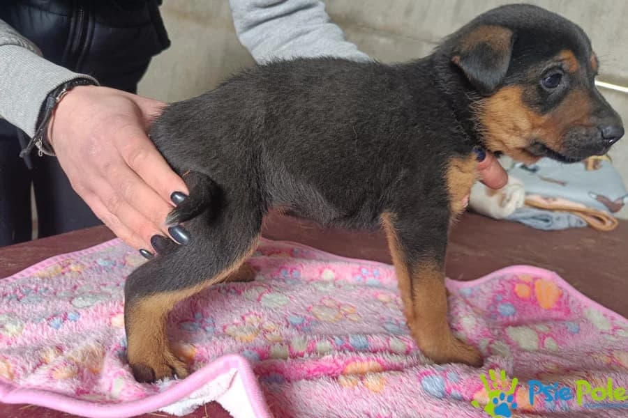 PALETKA, puppy Mixed Breed for adoption at Schronisko Psie Pole