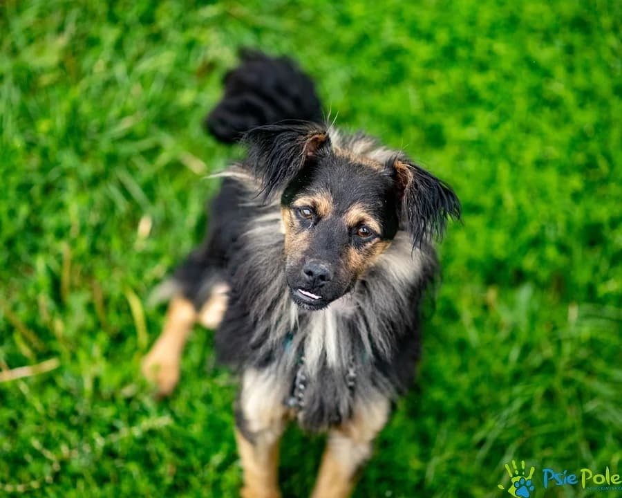 BAJER, male young Mixed Breed for adoption at Schronisko Psie Pole