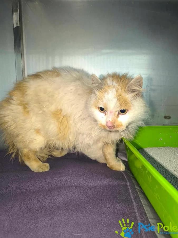 Kocurek PUSZEN, female senior Mixed Breed for adoption at Schronisko Psie Pole