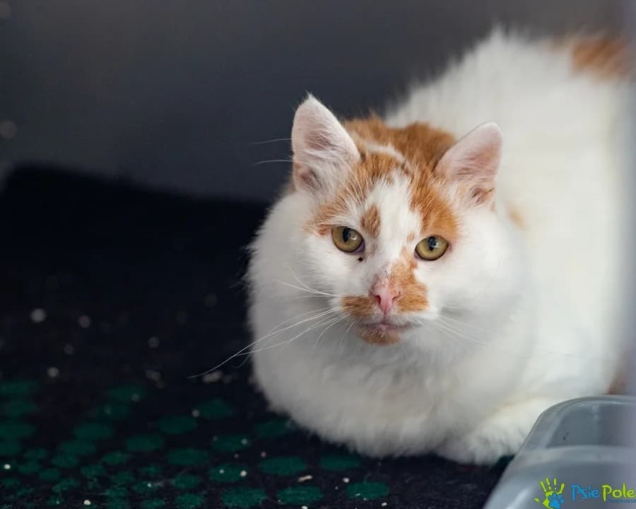 Kocurek PUSZEN, female senior Mixed Breed for adoption at Schronisko Psie Pole