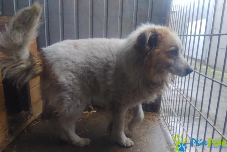 BARYTON, male 6yo Mixed Breed for adoption at Schronisko Psie Pole