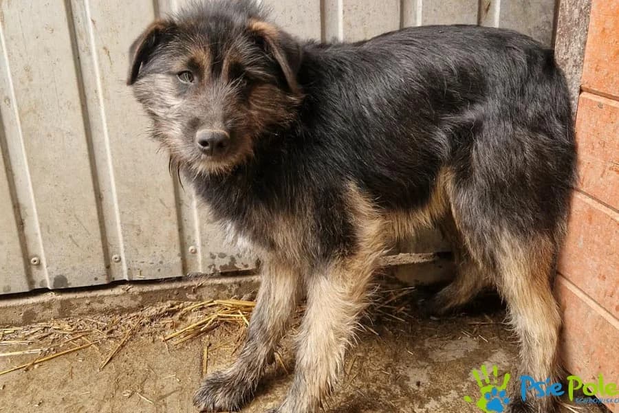 PRIMO, male puppy Mixed Breed for adoption at Schronisko Psie Pole